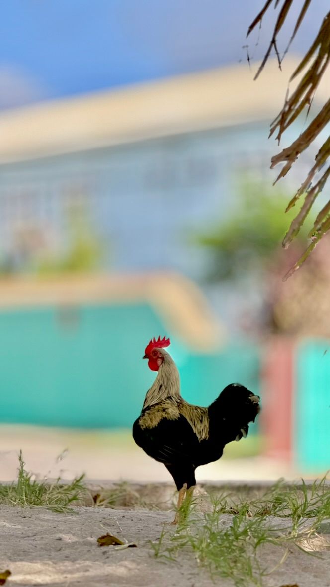A cockerel in front of a turquoise wall